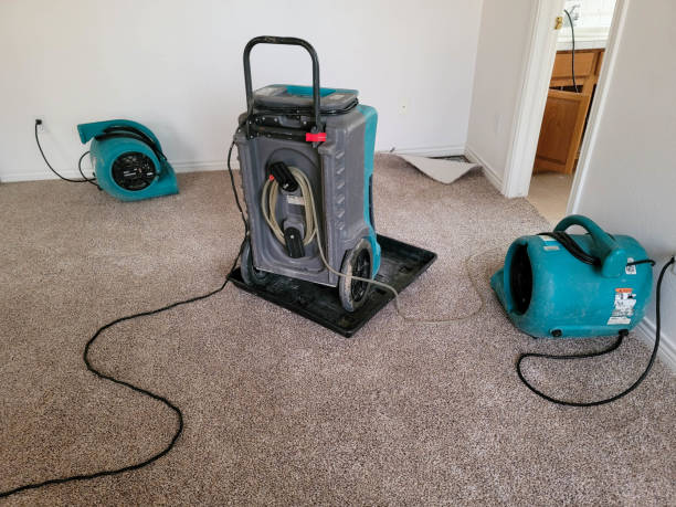 Best Mold removal after water damage  in White Cloud, MI